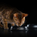 Сухой корм для кошек с чувств.пищеварением ягненок