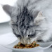 Purina Pro Plan - Паучи для стерилизованных кошек с курицей и зеленой фасолью
