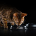 Purina Pro Plan - Набор паучей для кошек с чувствительным пищеварением 10шт