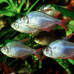 JBL NovoGranoColor - Осн. корм для яркой окраски акв. рыб, гранулы, 250 мл (118 г)