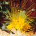 JBL KorallFluid - Жидкий корм для кораллов, труб. червей и моллюсков в мор.акв., 100 мл