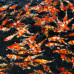JBL ProPond Goldfish XS - Осн корм для золот рыб 5-15 см, плав гран 1,5-2 мм, 0,14 кг/1 л