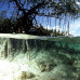 JBL Mangrove S - Мангровая коряга для оформления аквариумов и террариумов, 15-25 см