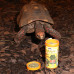JBL Agivert - Осн корм для собакухопутных черепах длиной 10-50 см, палочки, 1 л (420 г)