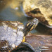 JBL Turtle Sun Aqua - Витамины для водных и болотных черепах, 10 мл